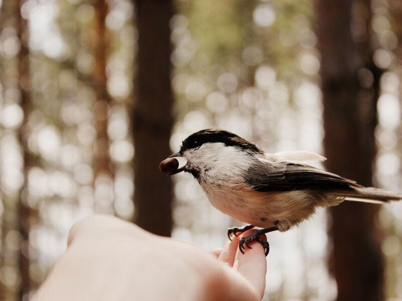 Chickadee on Hand — Brown, Calm