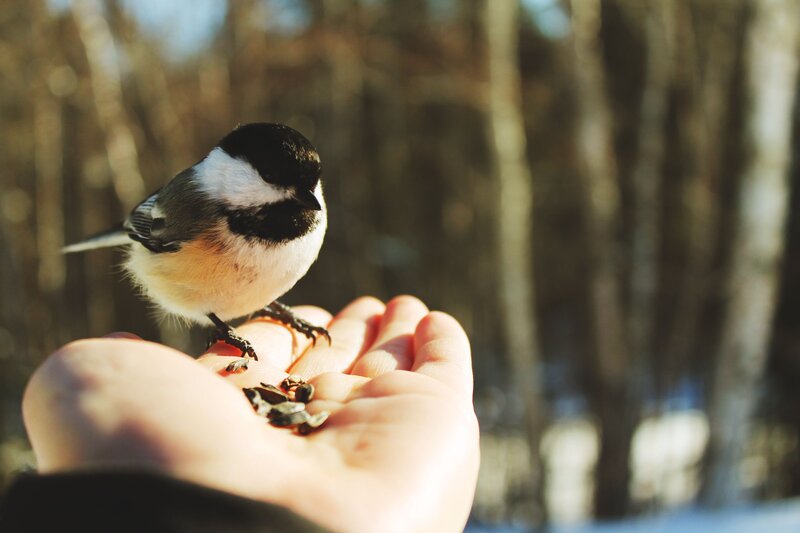 Chickadee on Hand — Brown, Calm, Winter