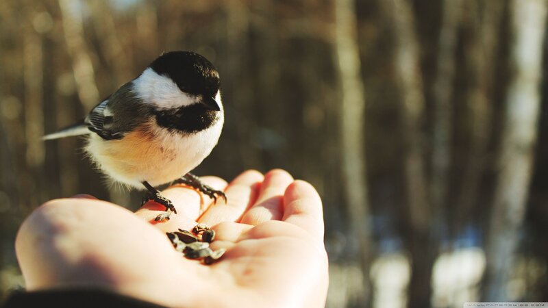 Chickadee on Hand — Brown, Serene