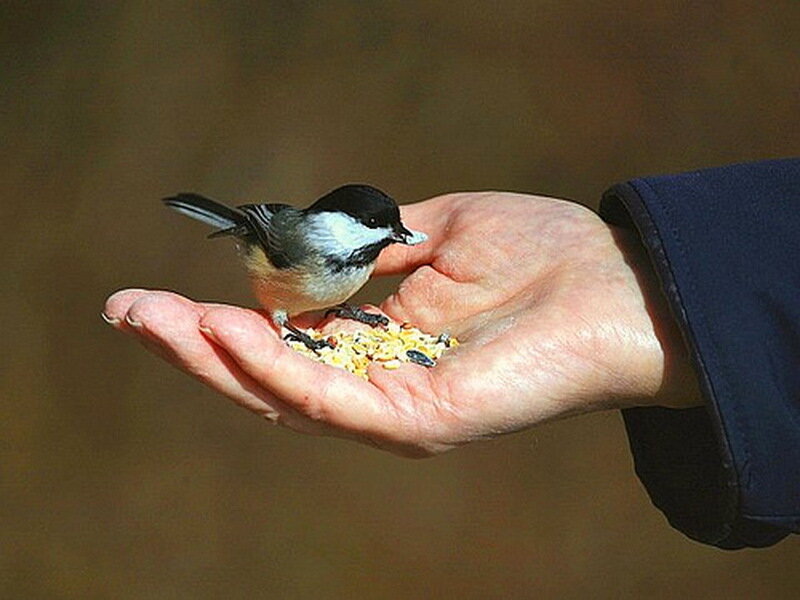 Chickadee on Hand — Brown