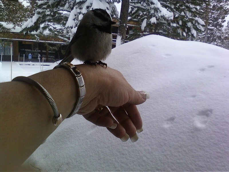 Chickadee on Hand