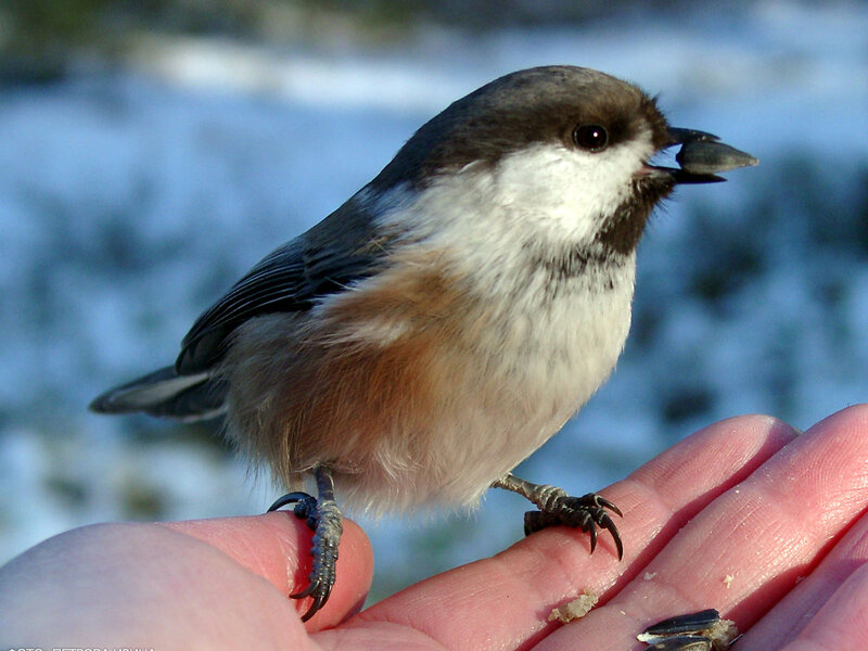 Chickadee on Hand — White, Calm