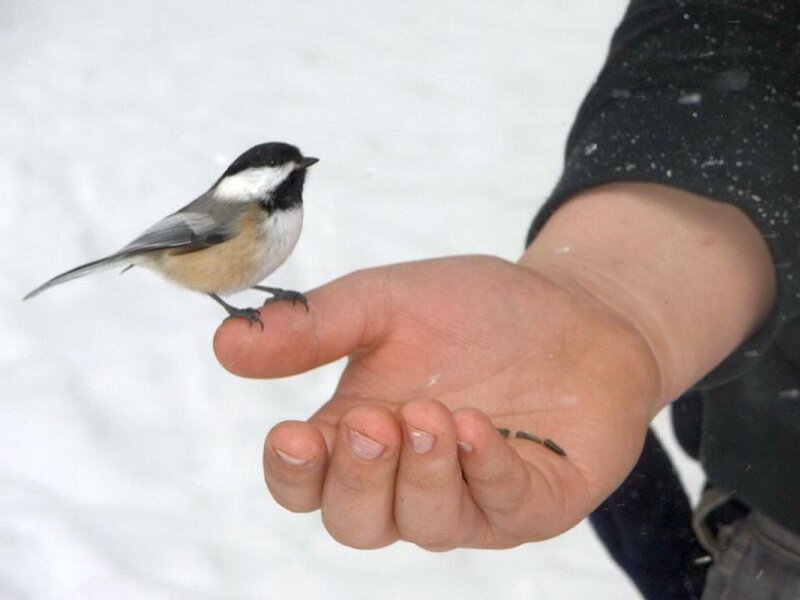 Chickadee on Hand — White