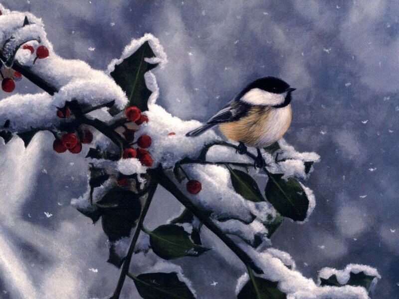 Chickadee on Holly Branch