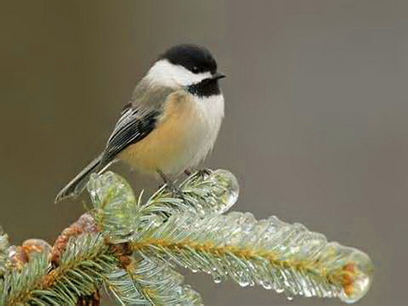 Chickadee on Icy Branch