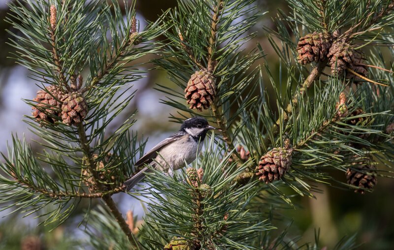 Chickadee on Pine Branch — Green, Calm