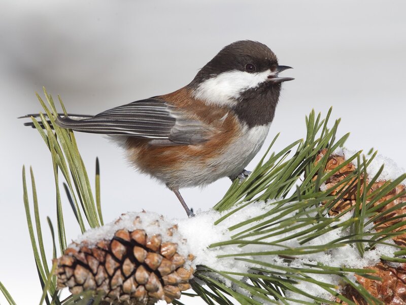 Chickadee on Pine Branch — Green, Calm, Winter, Photograph