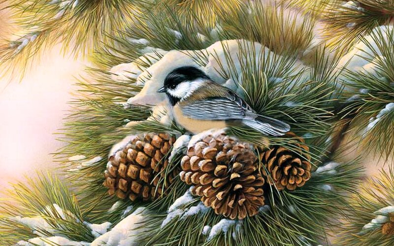 Chickadee on Pine Branch — Green