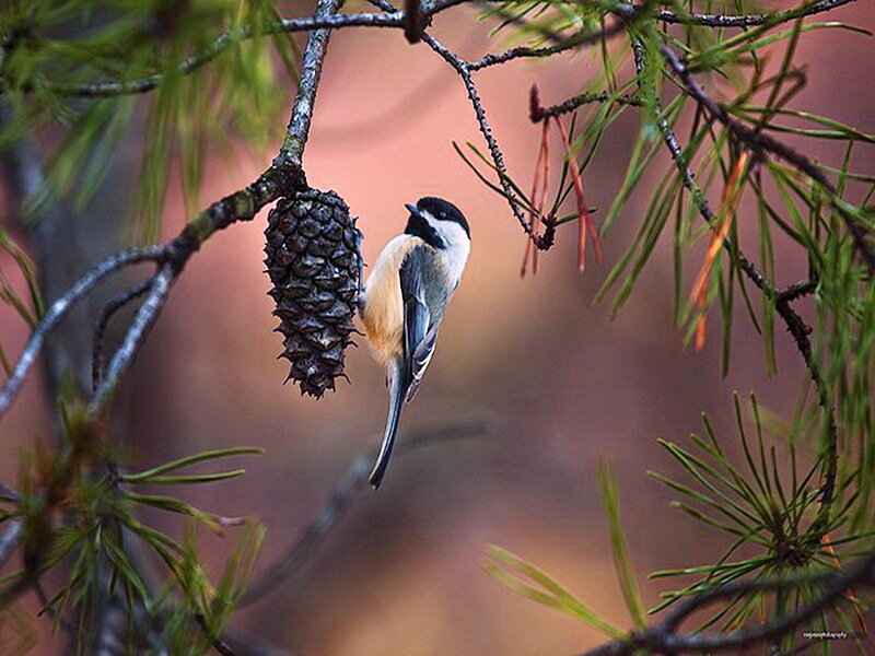 Chickadee on Pine Branch