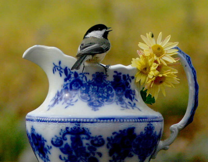 Chickadee on Pitcher