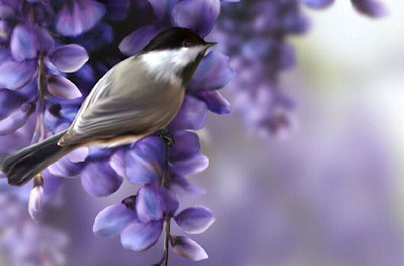 Chickadee on Purple Flowers