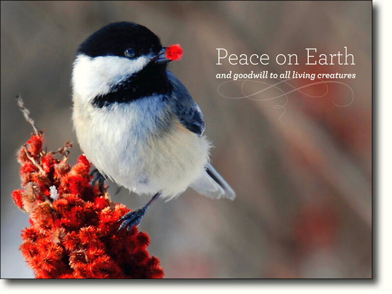 Chickadee on Red Berries
