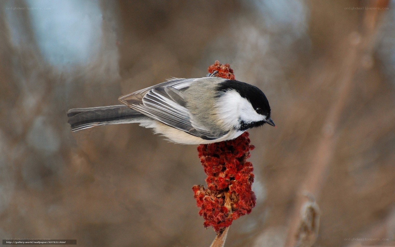 Chickadee on red berry