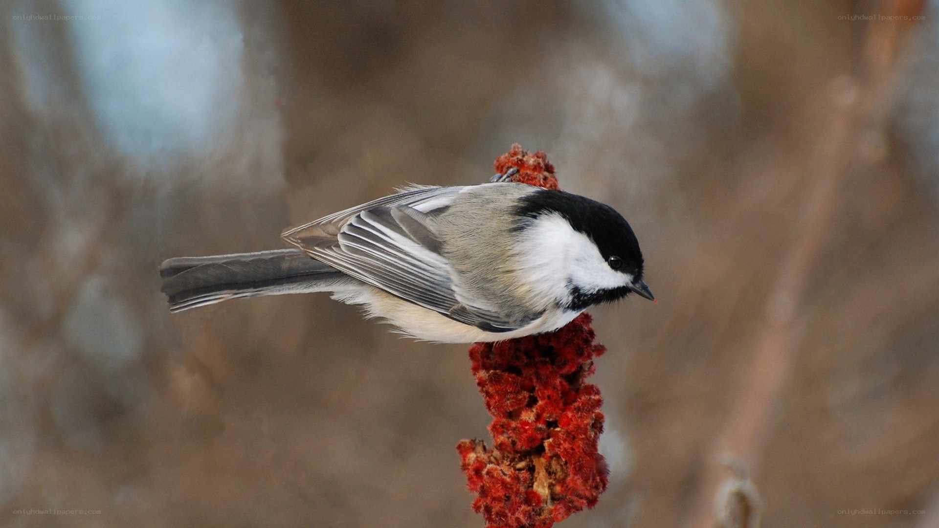 chickadee on red plant