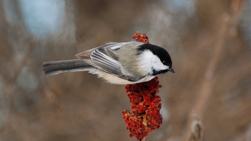 Chickadee on Red Plant — Calm, Winter