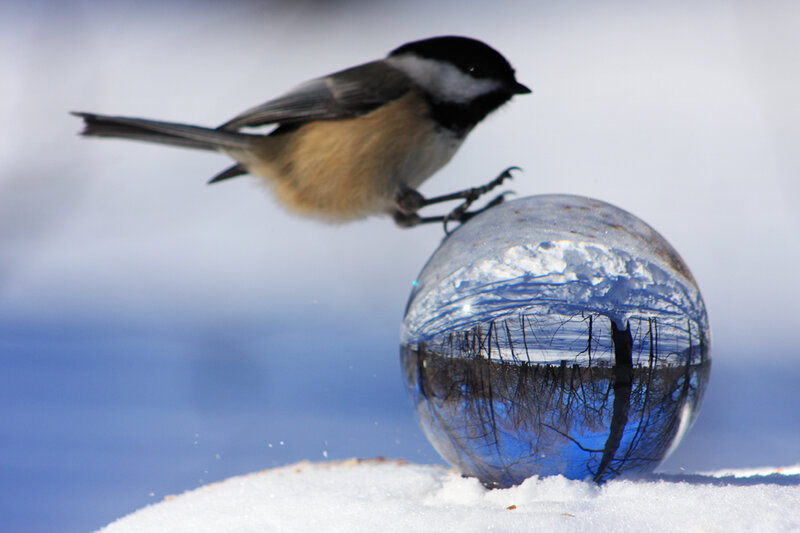 Chickadee on Snow