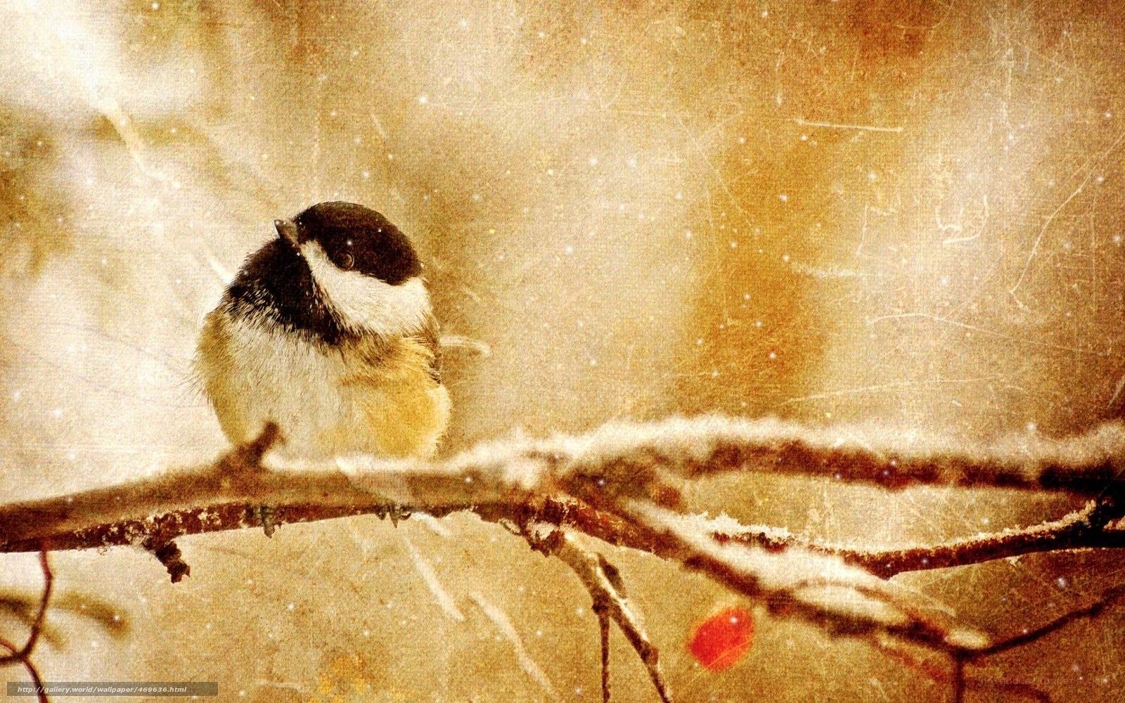 chickadee on snowy branch