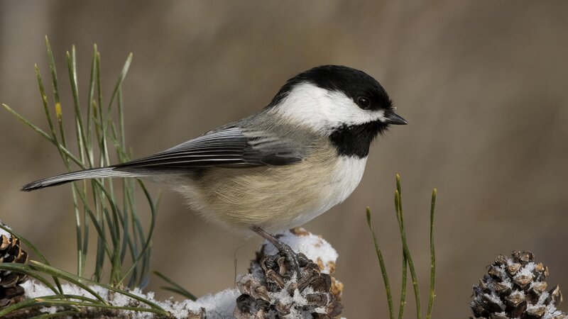 Chickadee on snowy branch