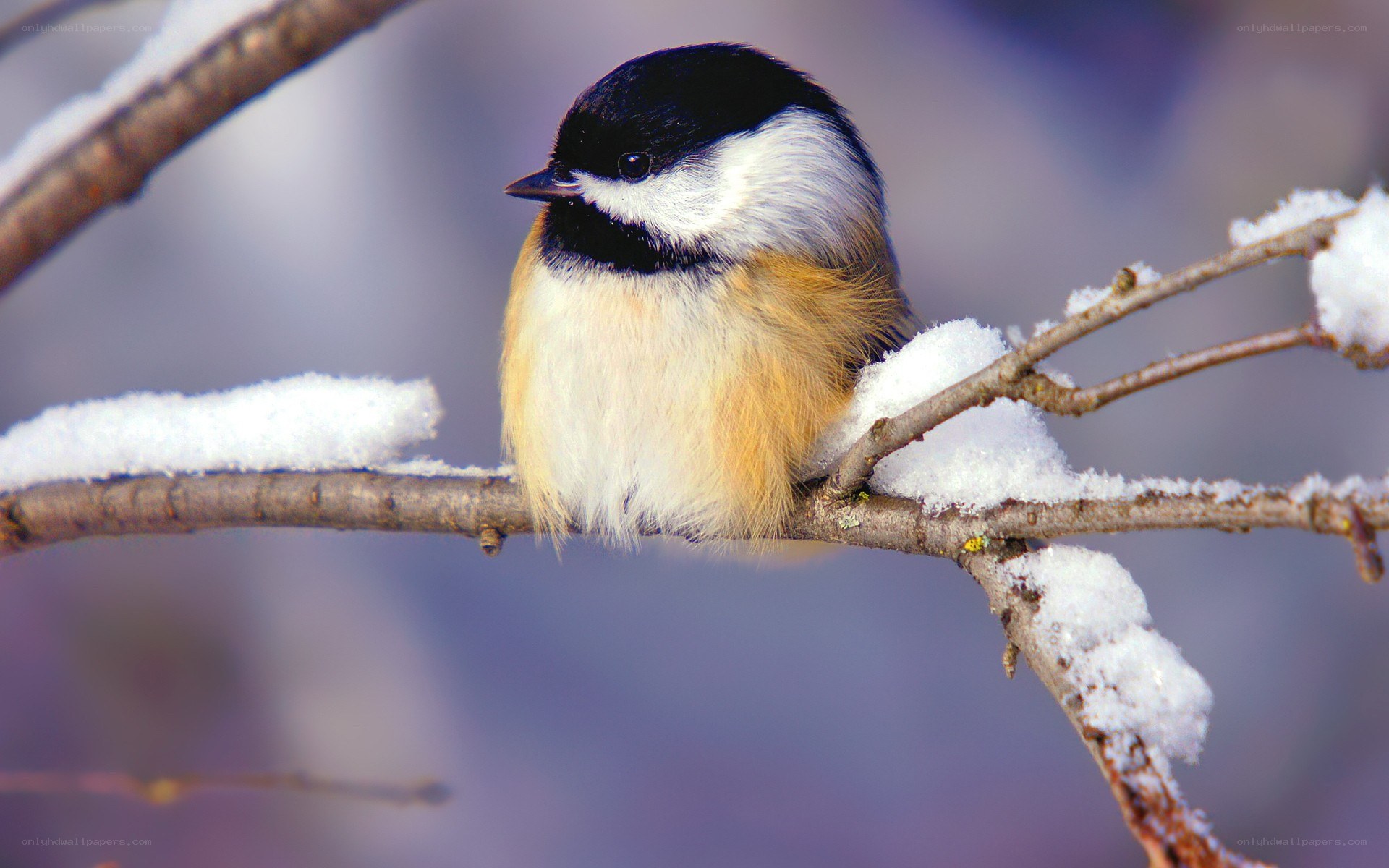 Chickadee on snowy branch