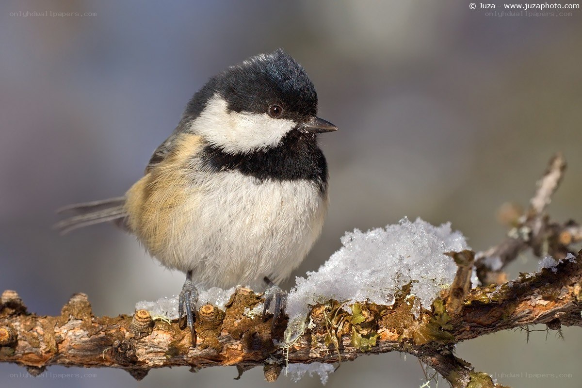 Chickadee on snowy branch