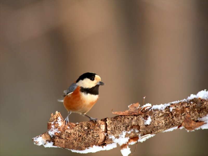 Chickadee on Snowy Branch — Brown