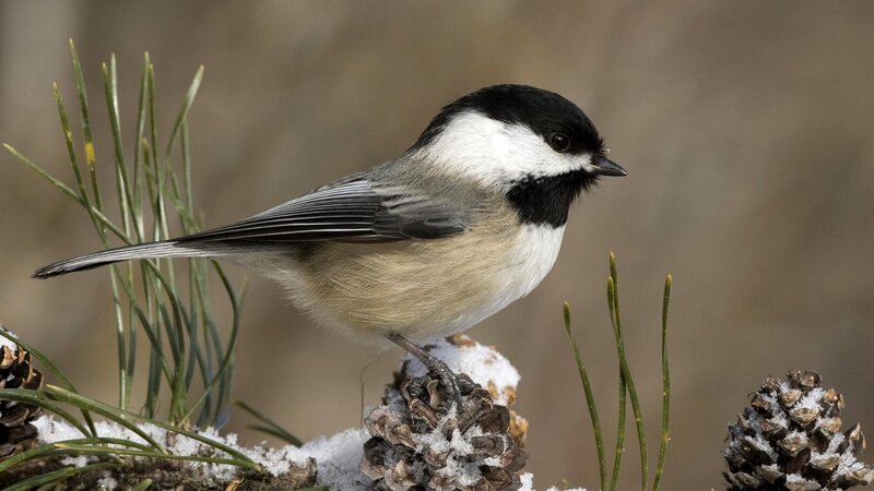 chickadee on snowy branch