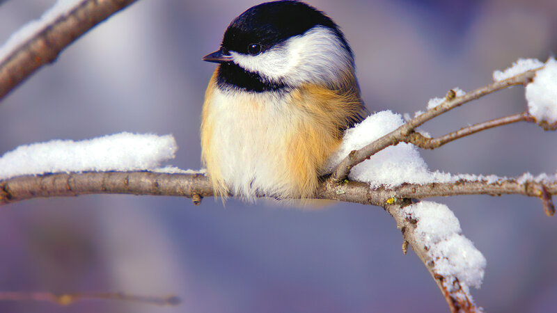Chickadee on Snowy Branch — White, Calm