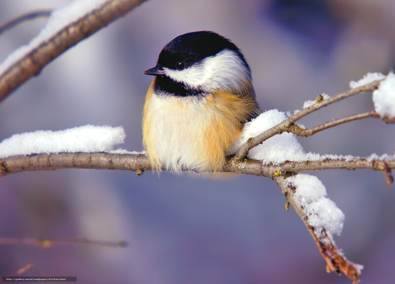 Chickadee on Snowy Branch — White, Calm, Winter, Photograph, Bird, Snow