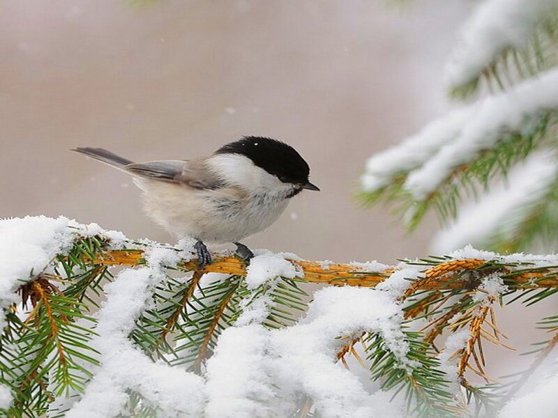 Chickadee on Snowy Branch — White, Calm, Winter, Photograph