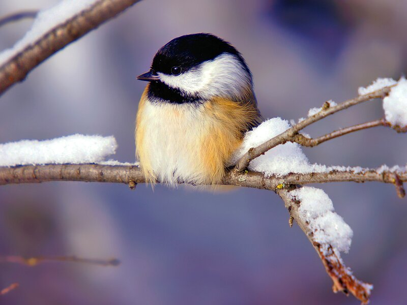 Chickadee on Snowy Branch — White, Calm, Winter