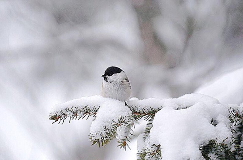 Chickadee on Snowy Branch — White, Serene