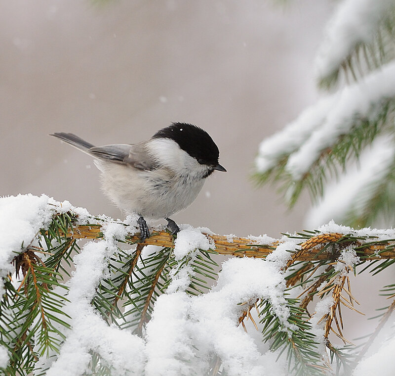 Chickadee on Snowy Branch — White