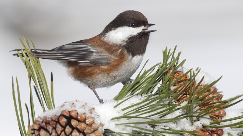 Chickadee on snowy pine branch