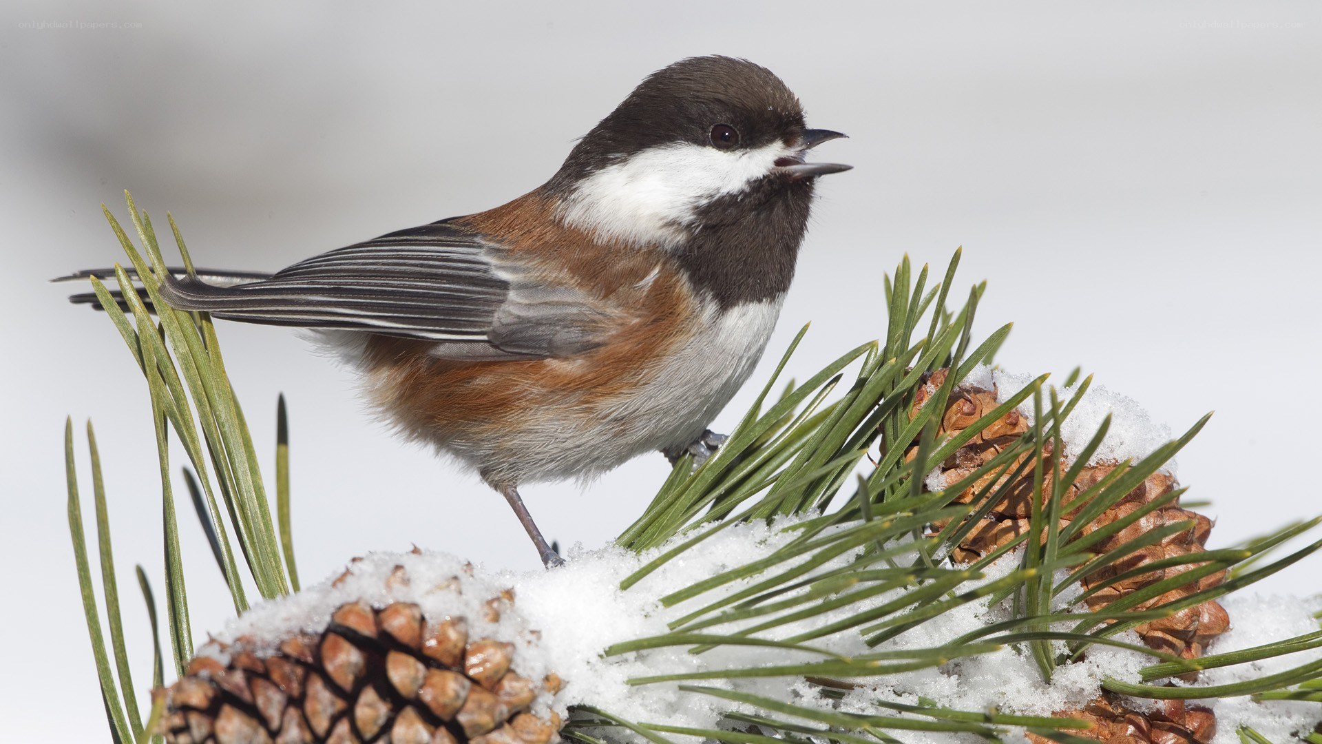 Chickadee on snowy pine branch