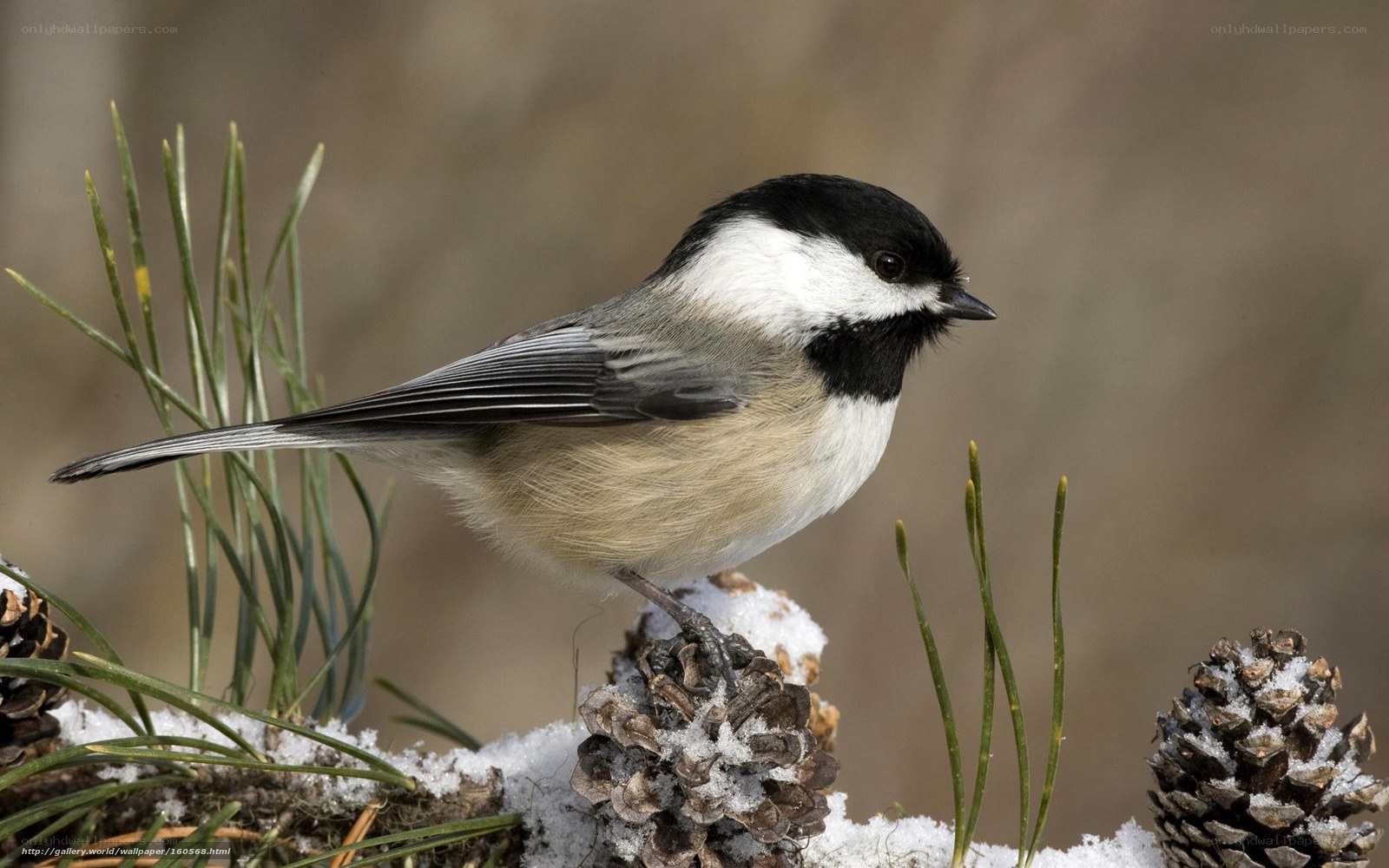 Chickadee on snowy pine cone