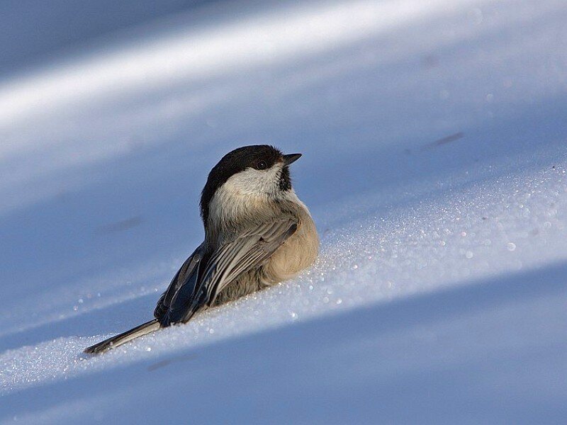 chickadee on snowy surface