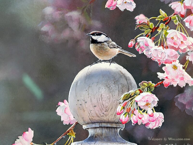 Chickadee on Stone Post — Pink, Serene, Spring