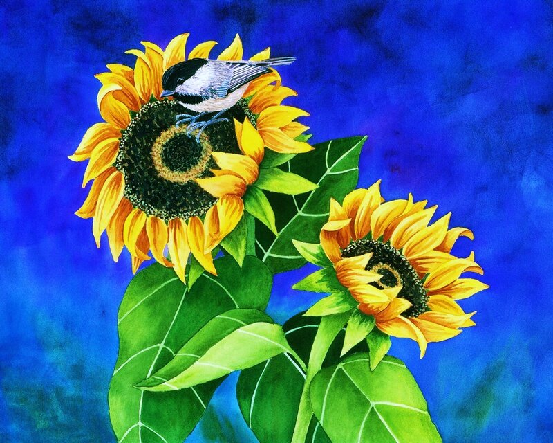 Chickadee on sunflower