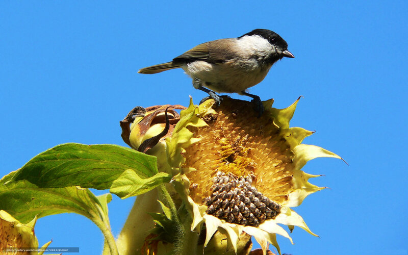 Chickadee on sunflower