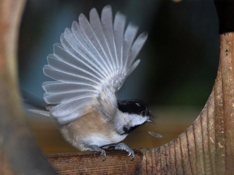 Chickadee with Spread Wings — Brown