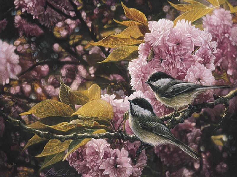 Chickadees in cherry blossoms