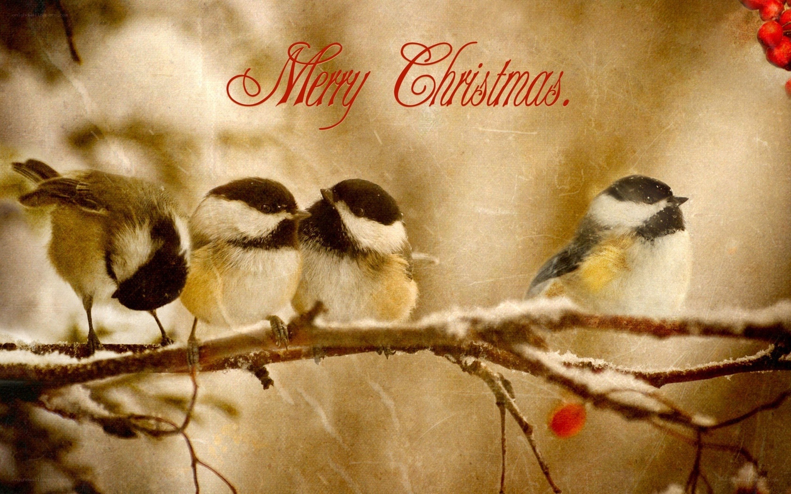 Chickadees on a snowy branch