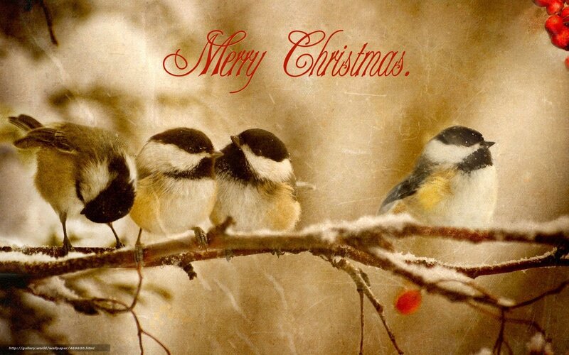 Chickadees on a snowy branch