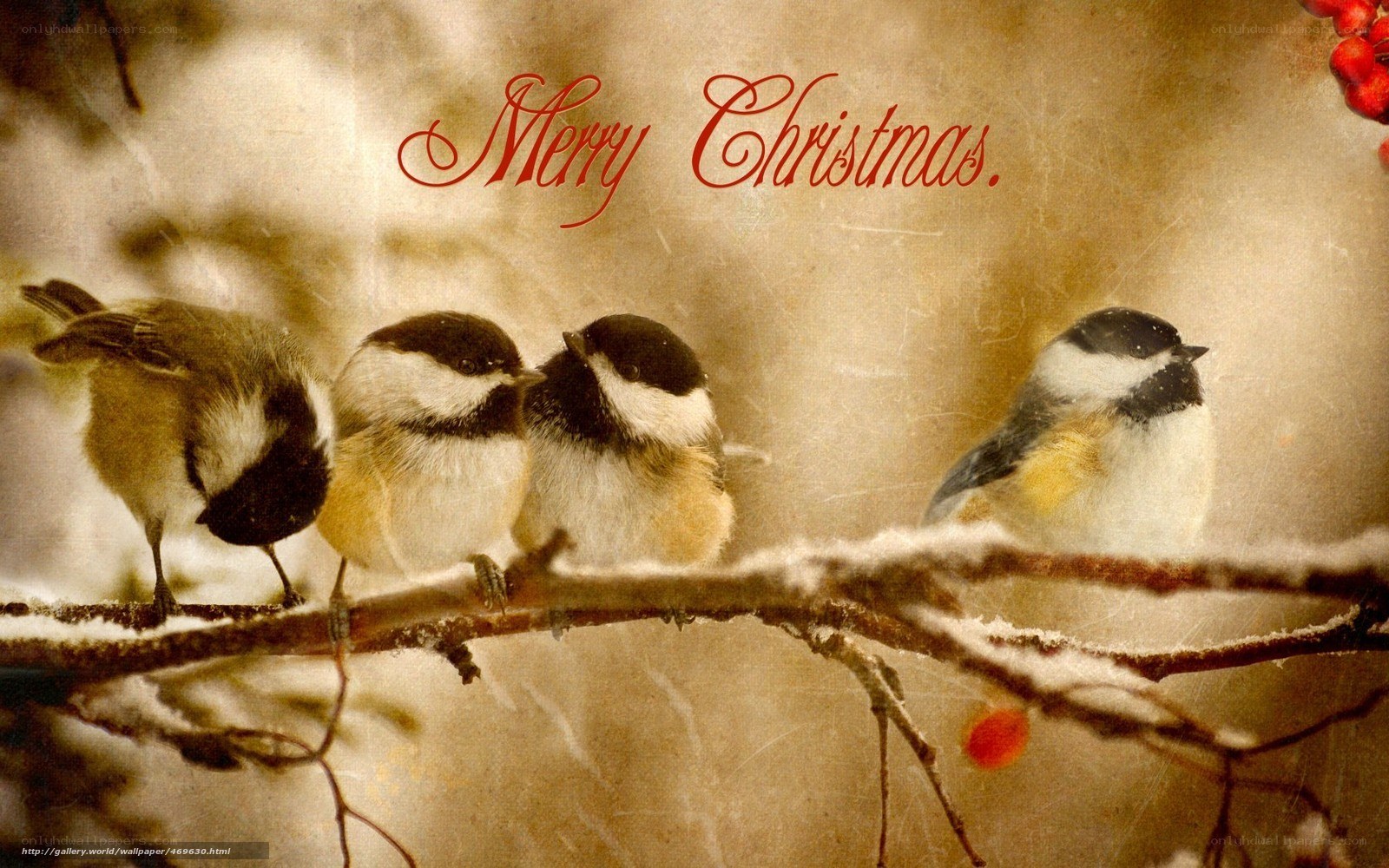 Chickadees on a snowy branch