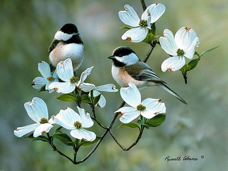 Chickadees on Dogwood Branch