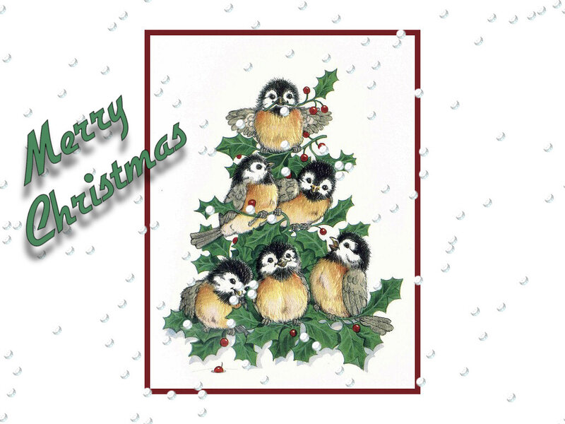 Chickadees on Holly