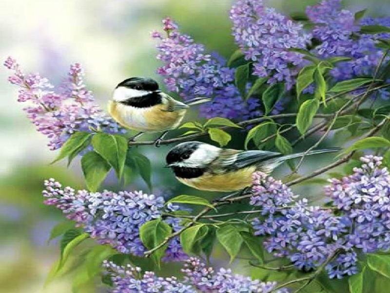 Chickadees on lilac branches