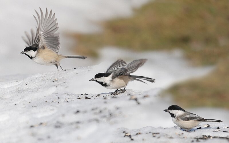 Chickadees on snowy ground