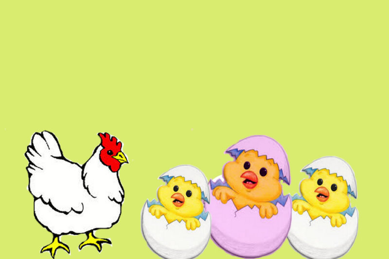 Chicken and Chicks
