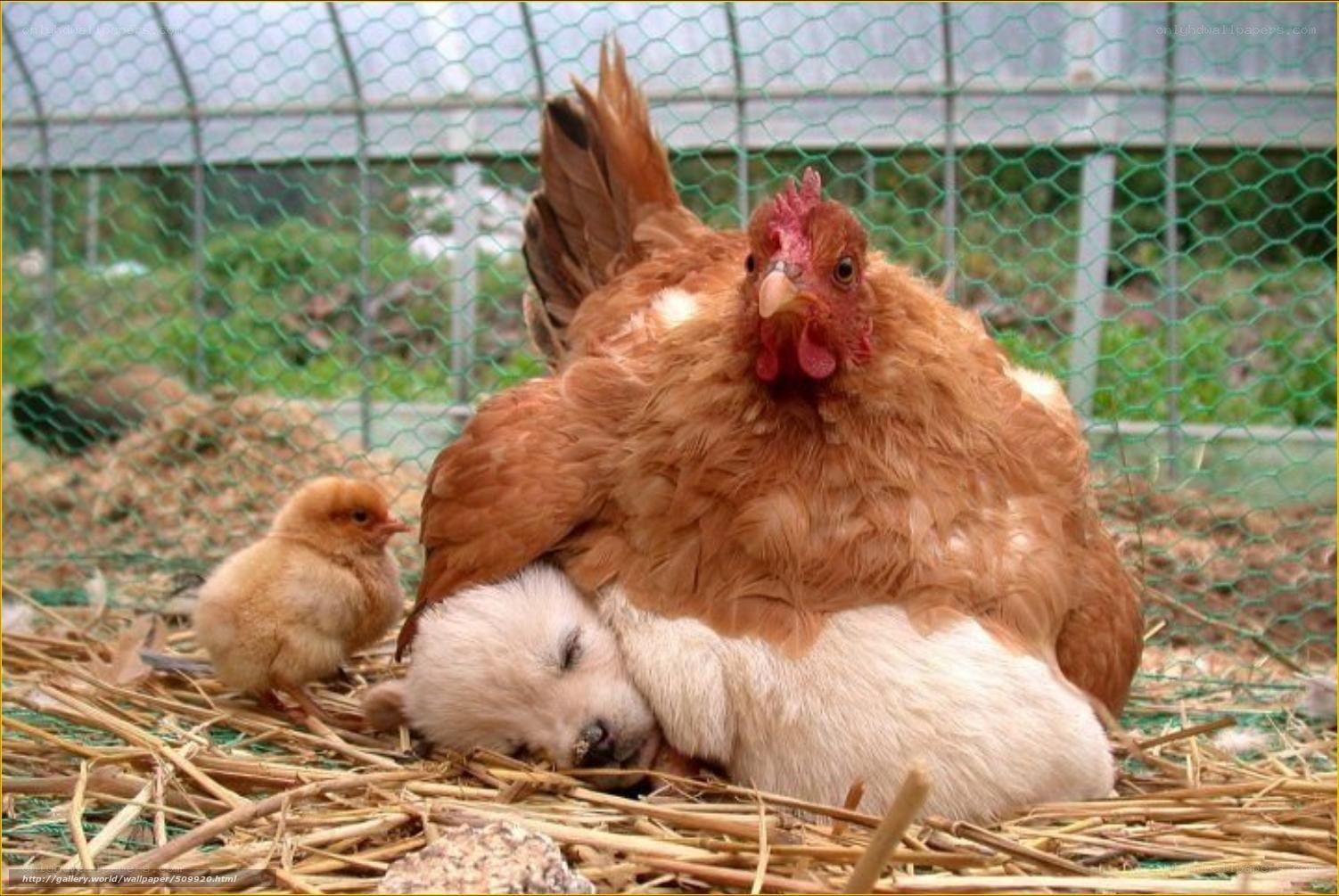 Chicken and puppy in coop